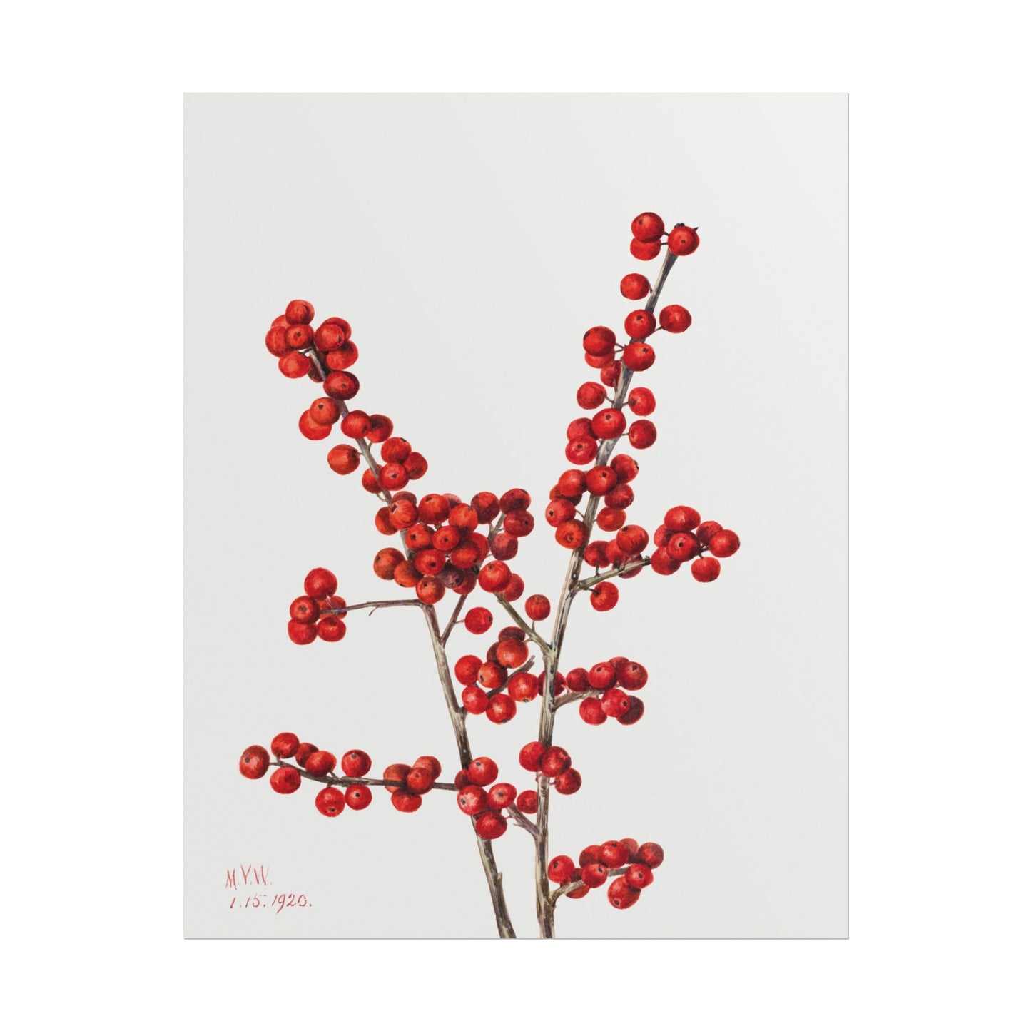 Detailed red winterberries on branches against a white background.