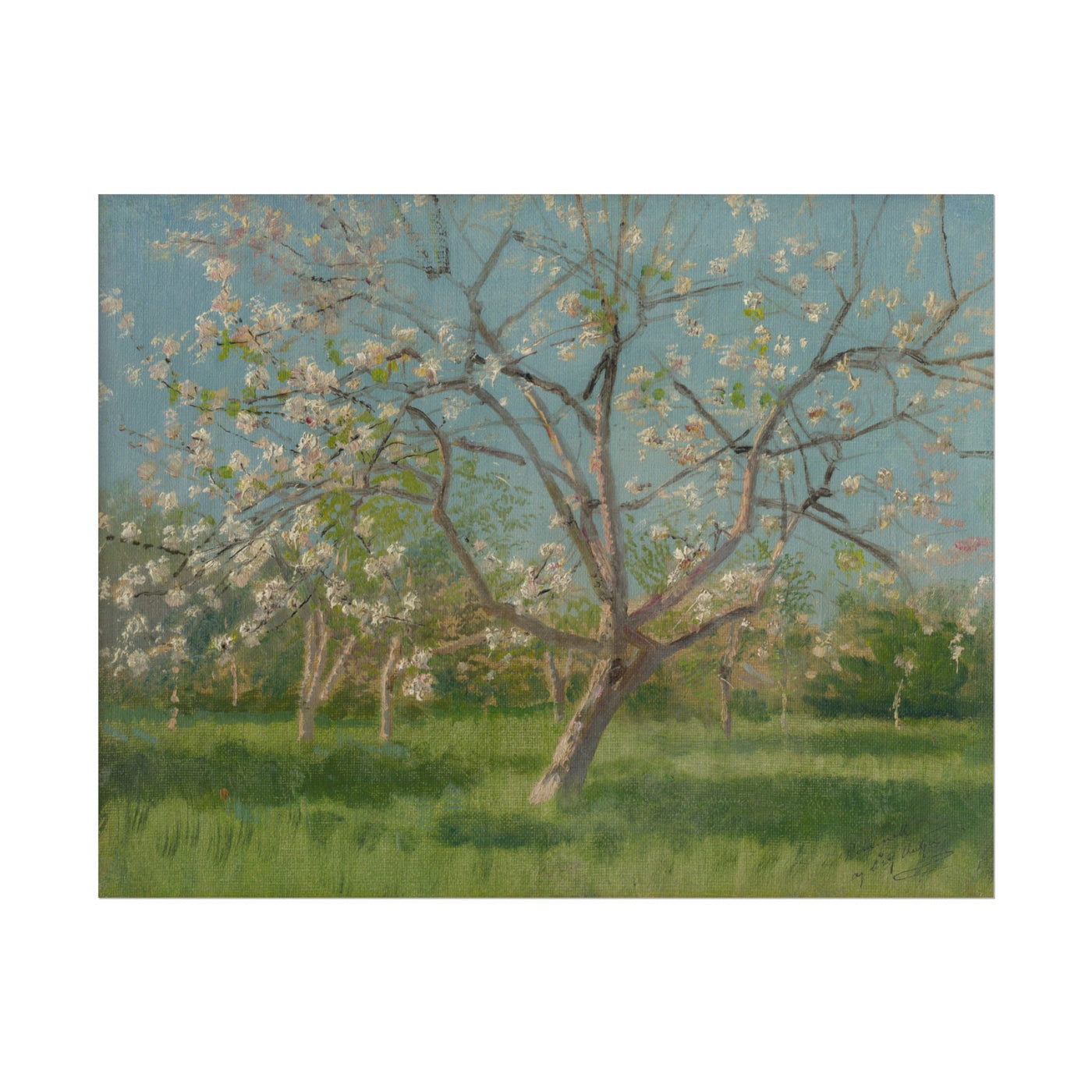 Study of Blooming Trees 14″×11″