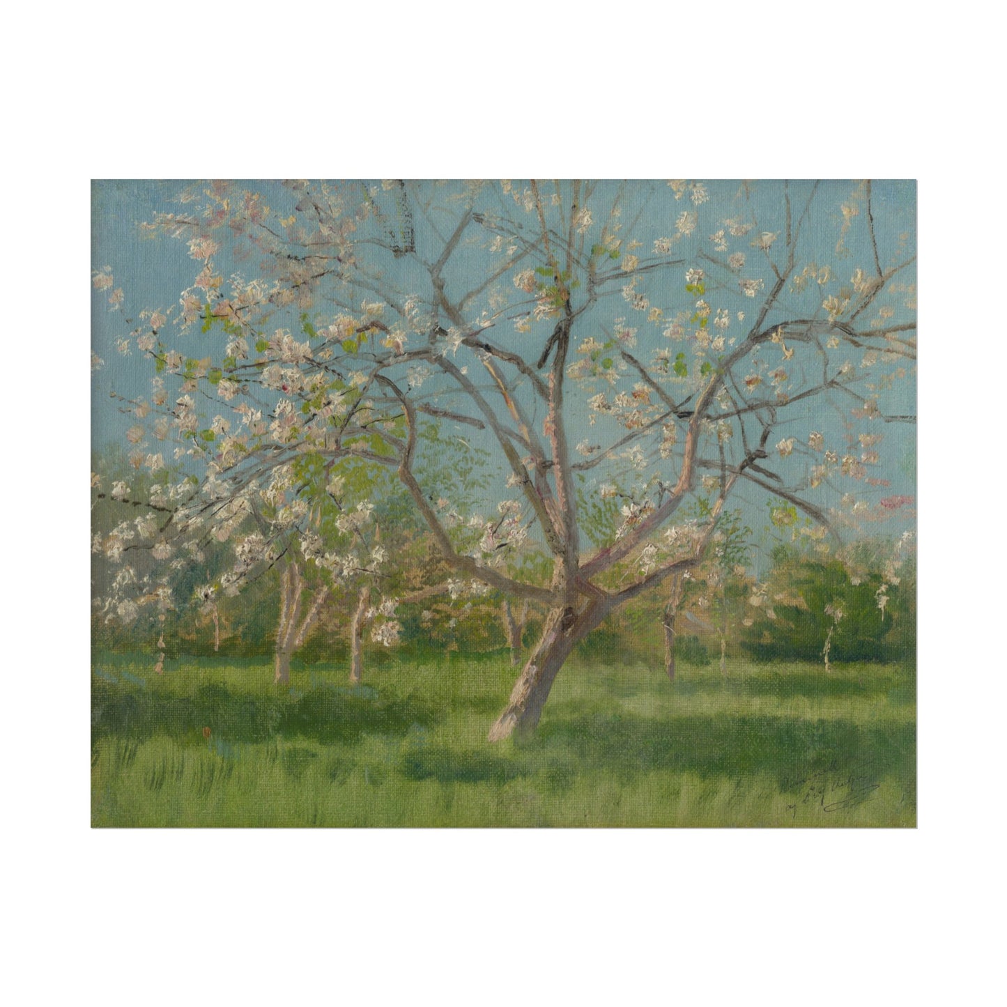 Study of Blooming Trees