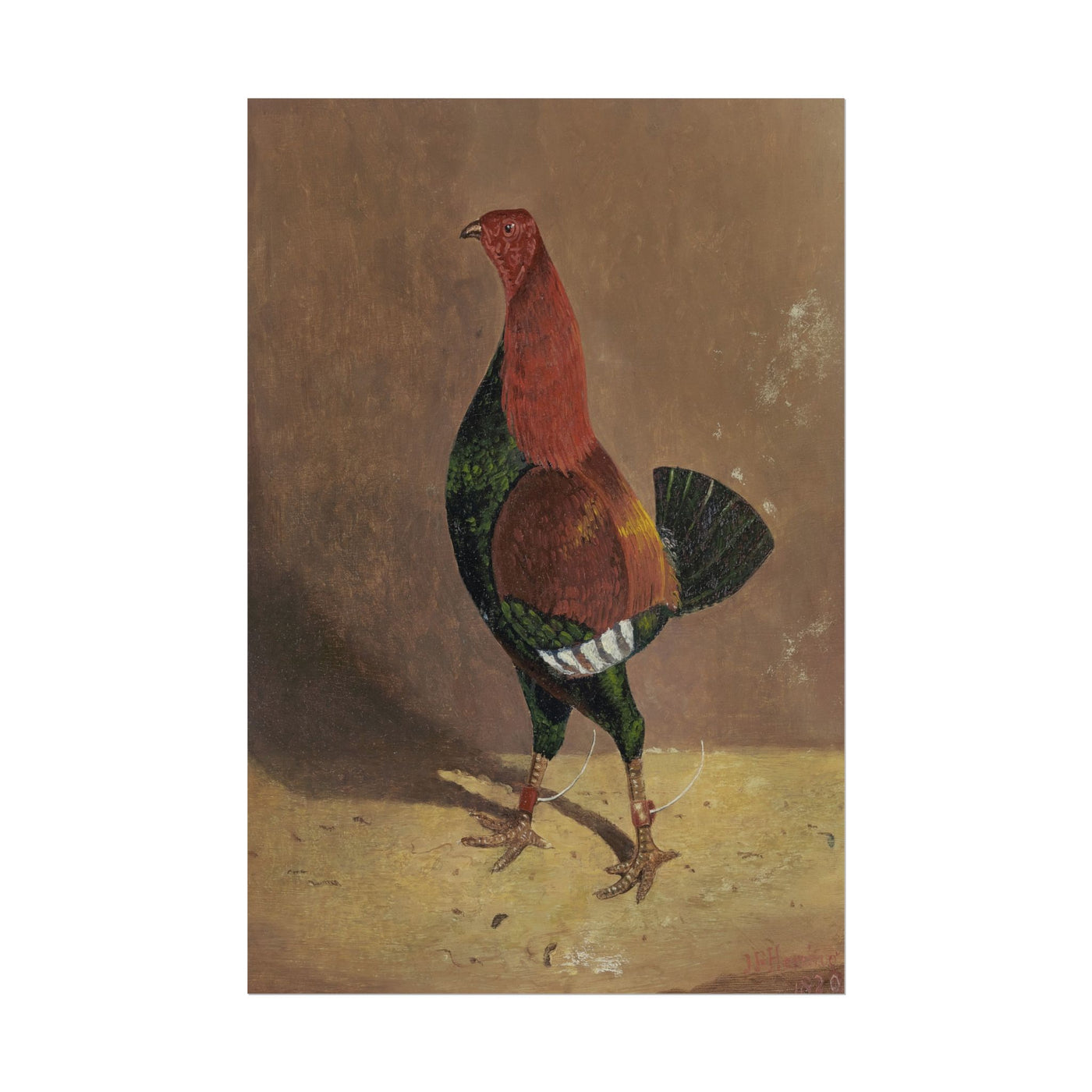 Fighting Cocks 12″×18″