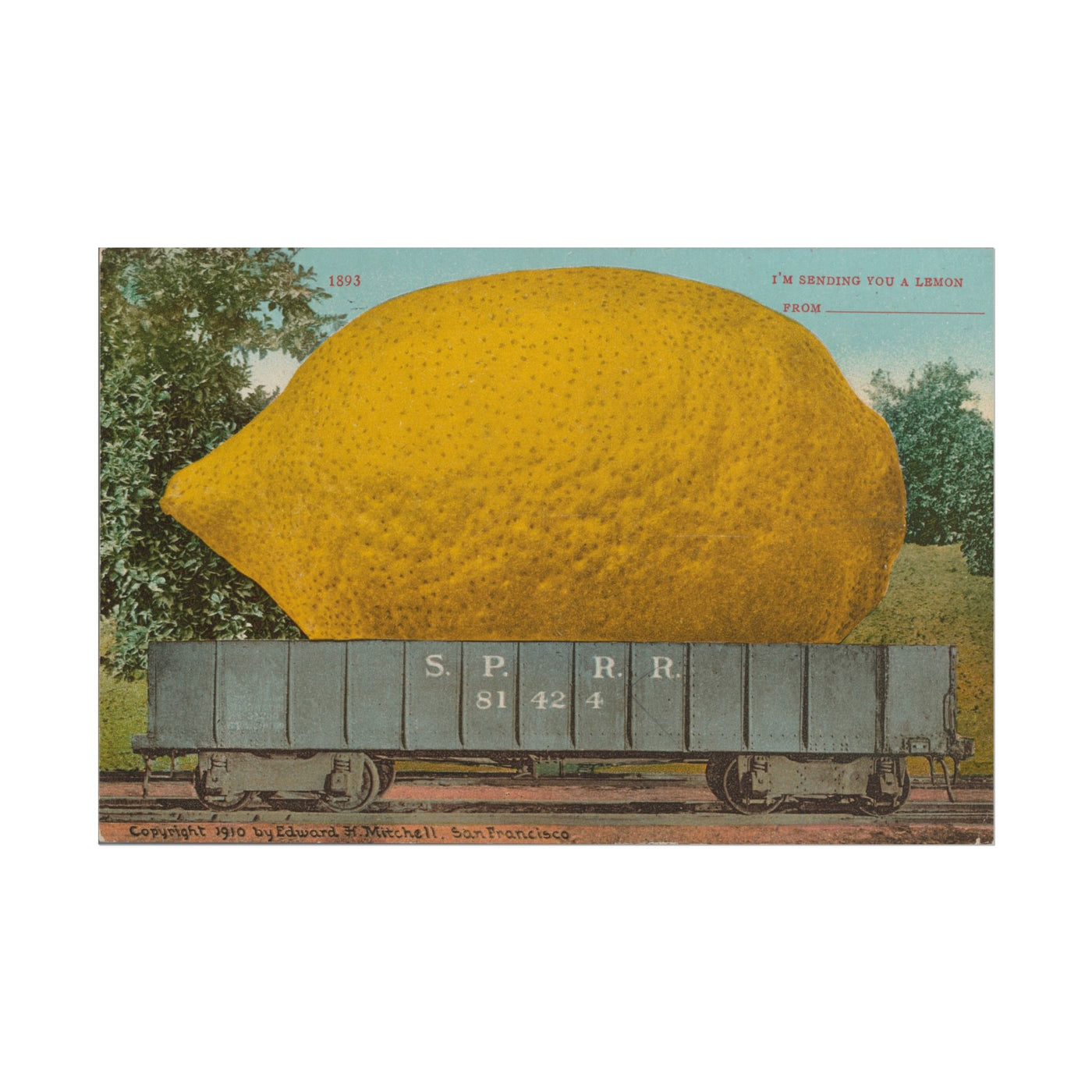 Lemon Postcard 18″×12″