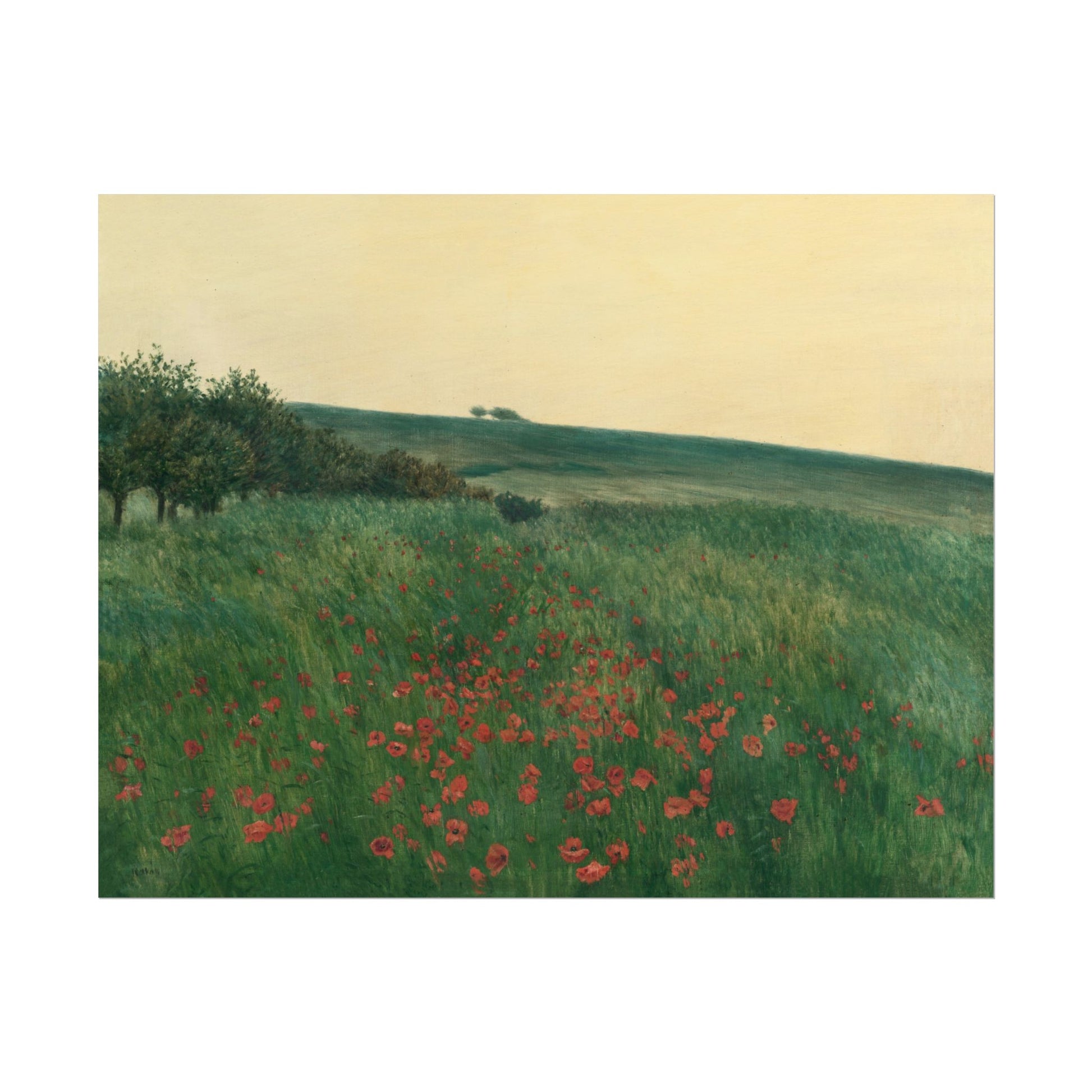 Lush green fields with vibrant red poppies at sunset.