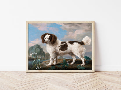 Brown and White Norfolk Spaniel