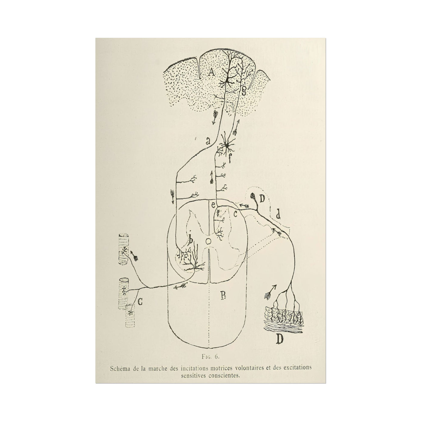 Neuron Drawing 12″×18″