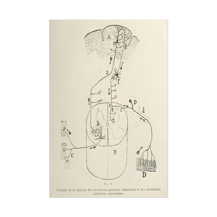 Neuron Drawing poster by Ramon Santiago y Cajal  - 12x18 inch print