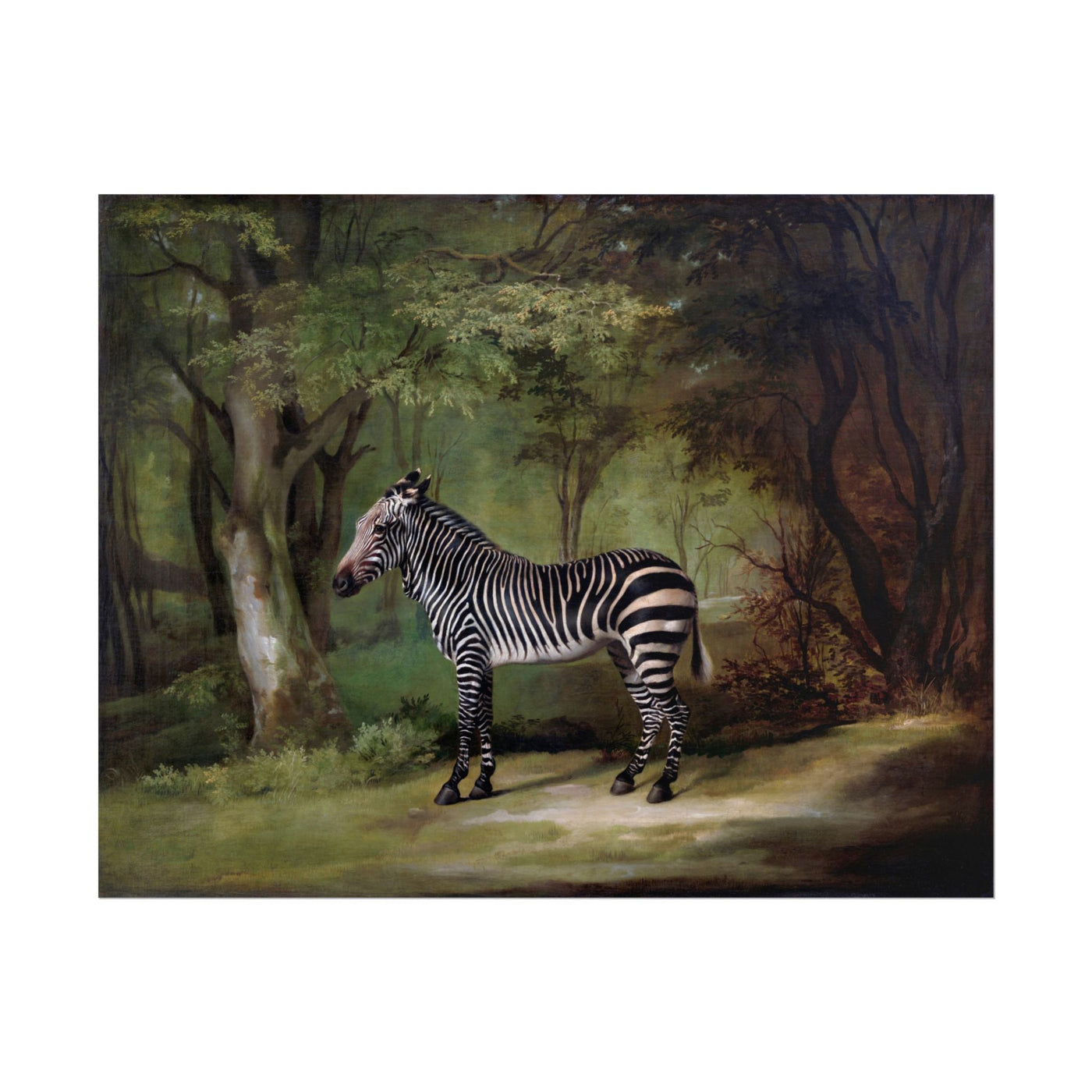 Zebra 14″×11″