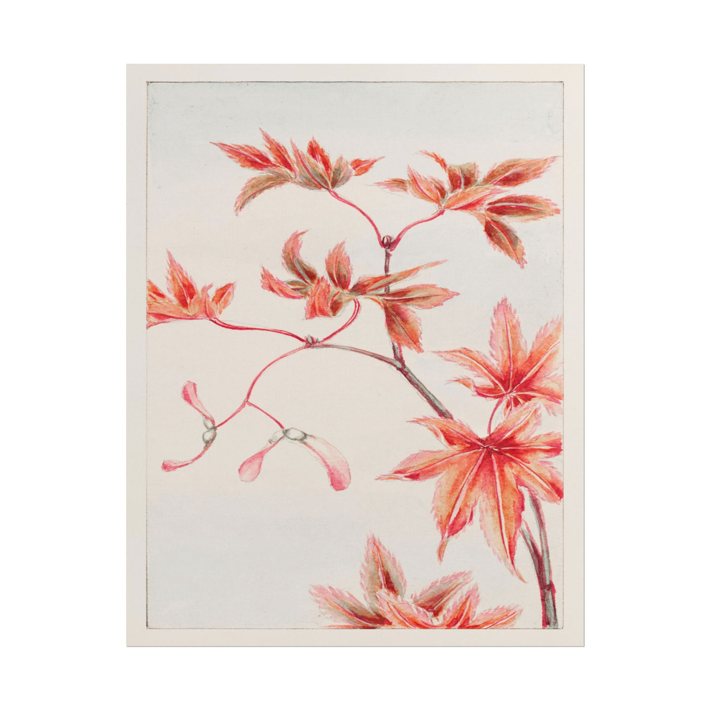 Momiji Maple Leaves & Seeds 11″×14″