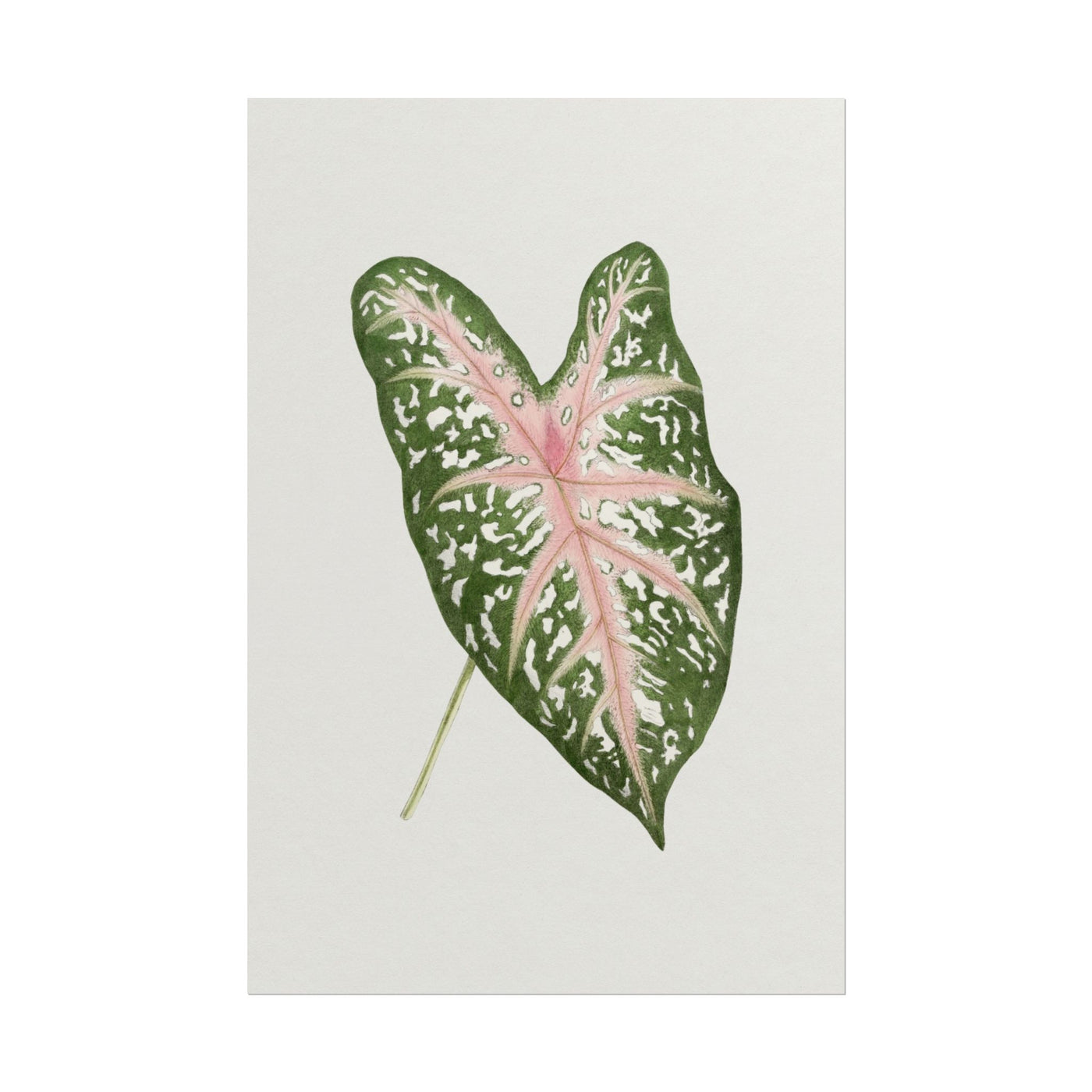Caladium Leaf 12″×18″