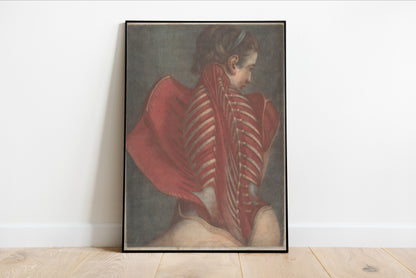 Woman's Back Dissection
