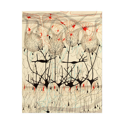 Neuron Drawing poster by Ramon Santiago y Cajal  - 11x14 inch print