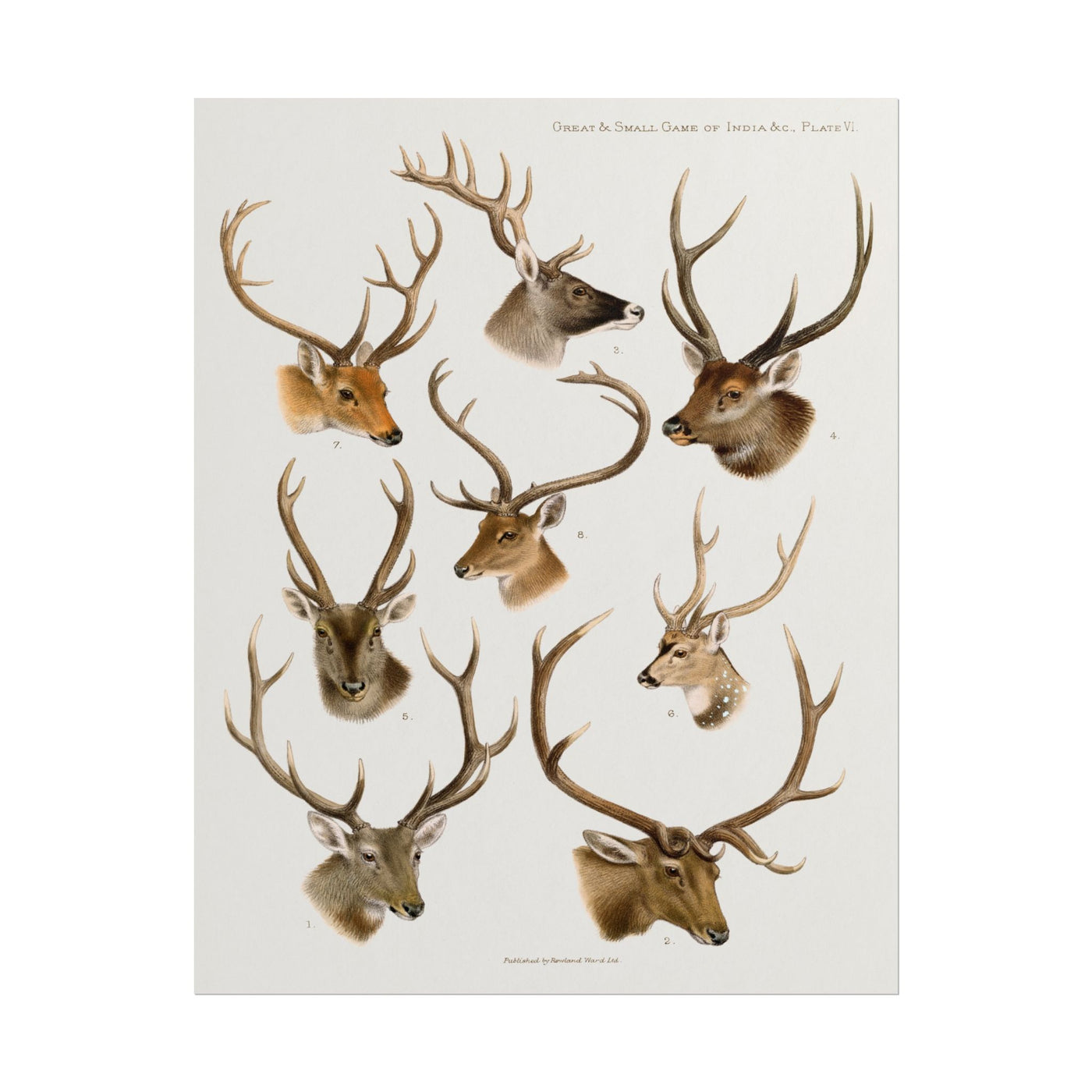 Vintage Wildlife 11″×14″