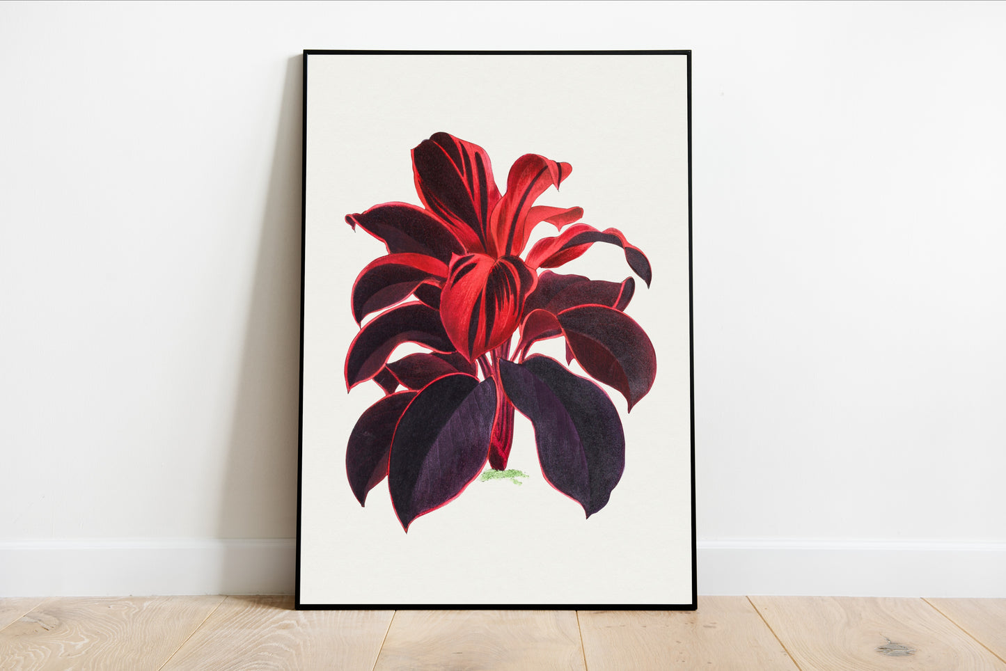 Hawaiian Ti Plant Illustration