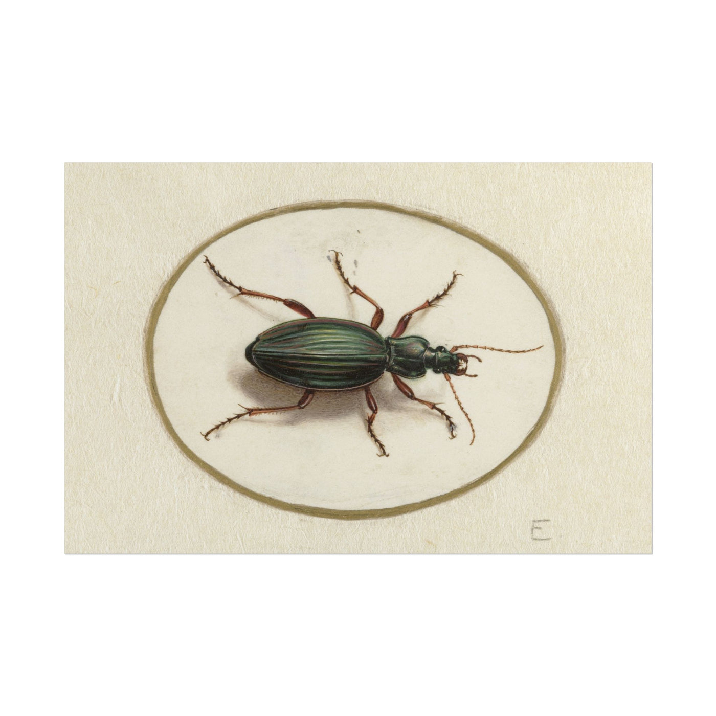 Elegant Beetle Study 18″×12″