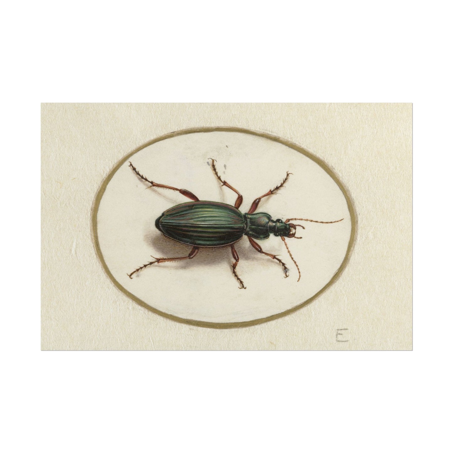Elegant Beetle Study