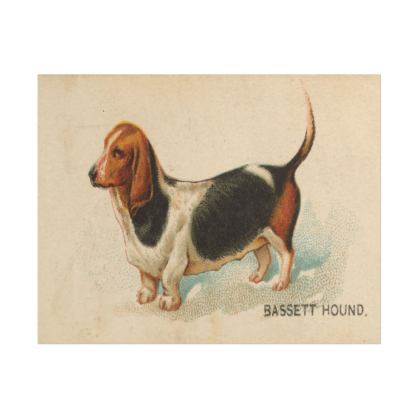 Bassett Hound Illustration 14″×11″