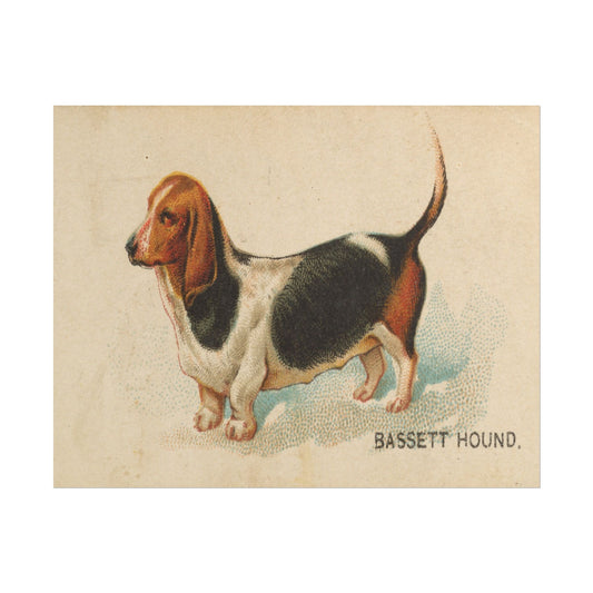Bassett Hound Illustration