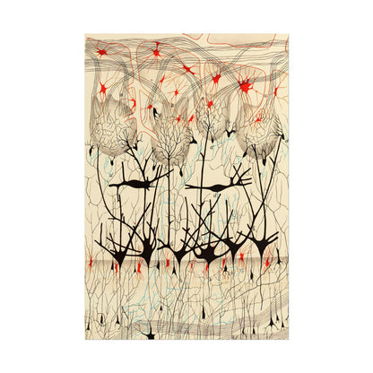 Neuron Drawing poster by Ramon Santiago y Cajal  - 20x30 inch poster print