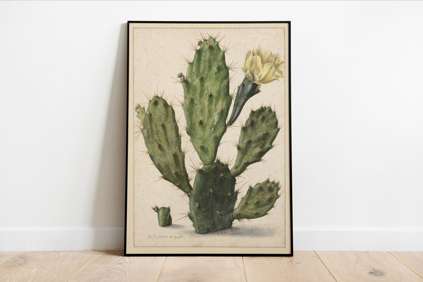 Cactus