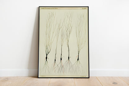 Neuron drawing poster by Ramon Santiago y Cajal  - 11x14 inch print