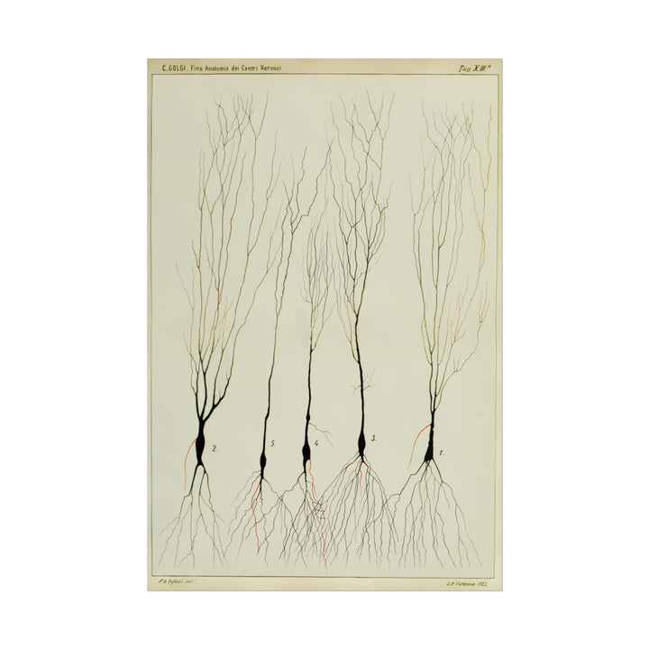 Neuron drawing poster by Ramon Santiago y Cajal  - 12x18 inch print