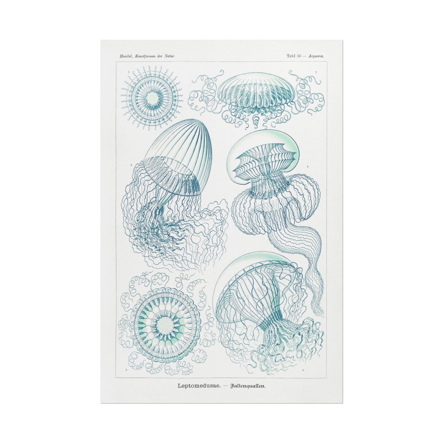 Leptomedusae - Faltenquallen