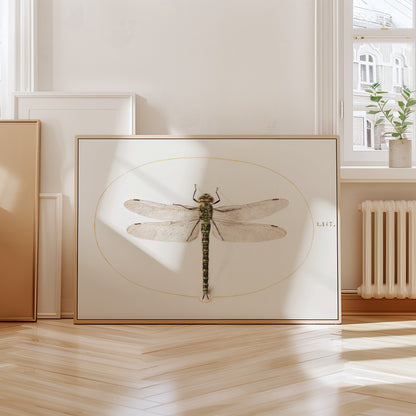 Dragonfly