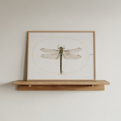 Dragonfly