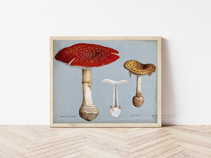 Mushrooms