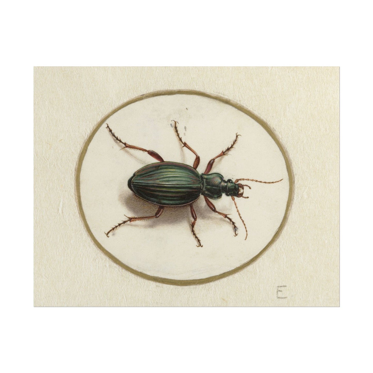 Detailed illustration of a colorful beetle on a neutral background.
