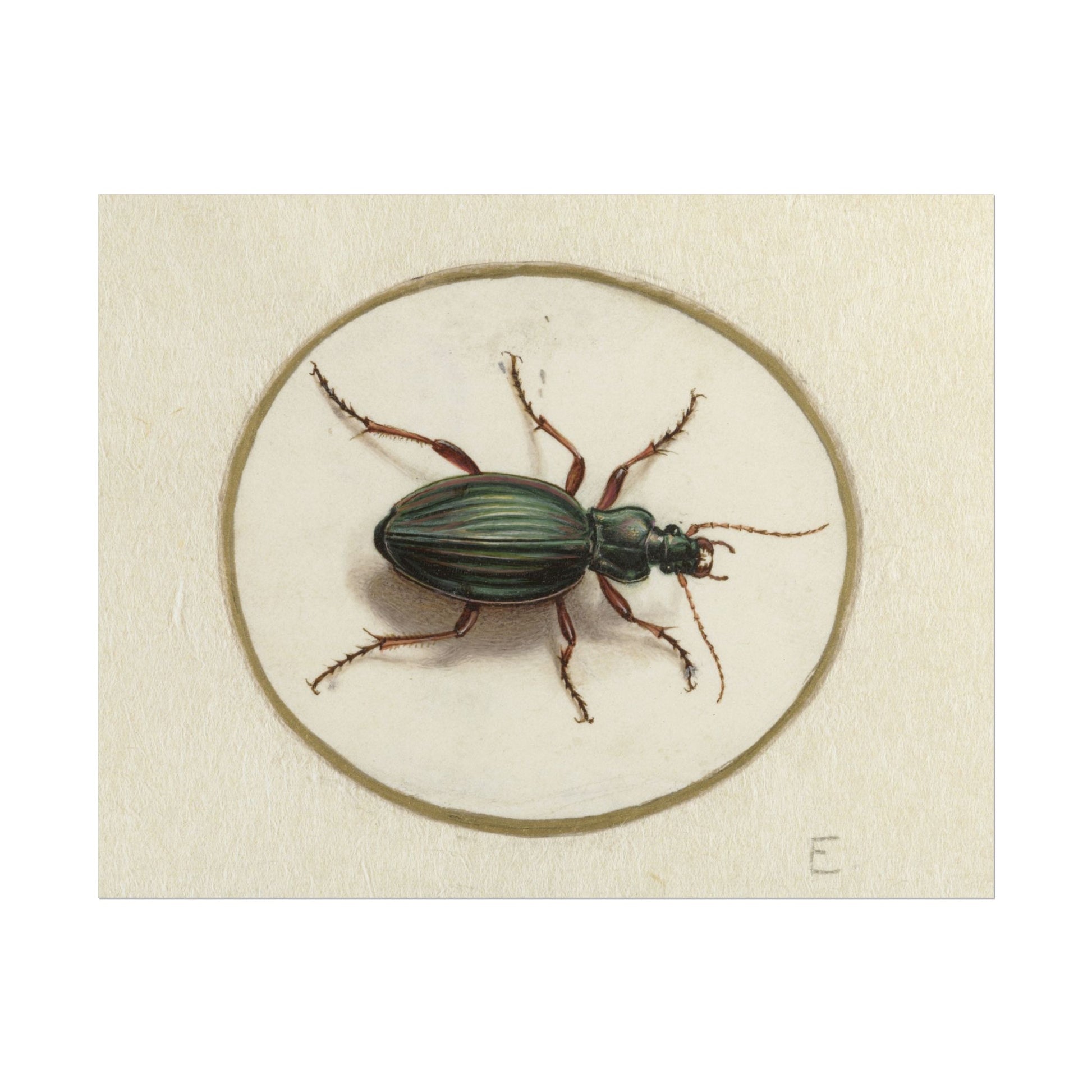 Detailed illustration of a colorful beetle on a neutral background.