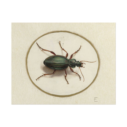 Detailed illustration of a colorful beetle on a neutral background.