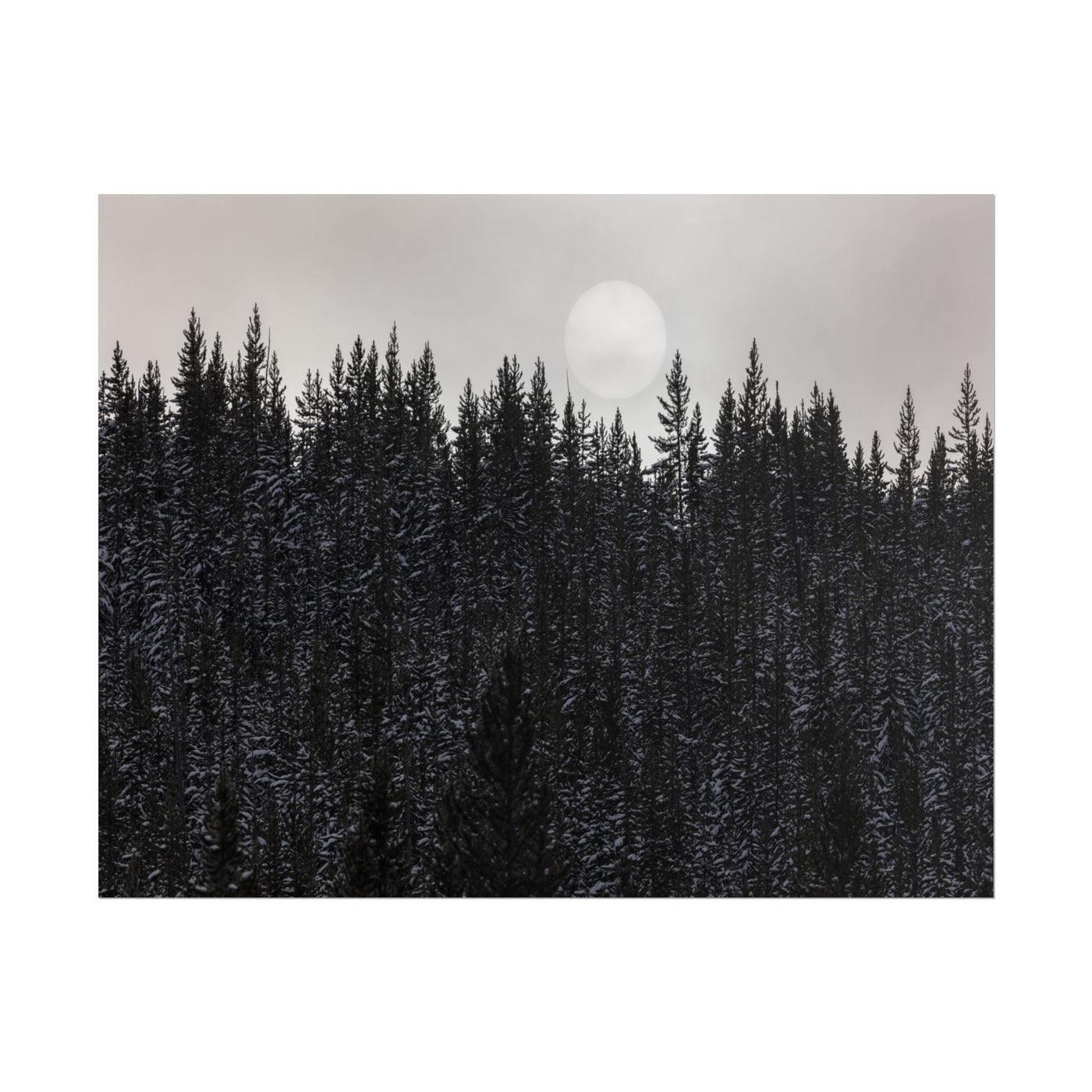 Dark Forest 14″×11″