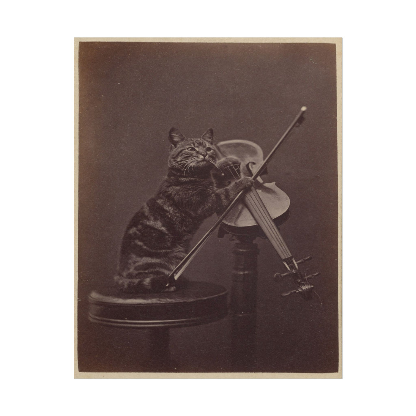 Cat Playing Violin 11″×14″