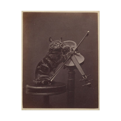 Cat Playing Violin
