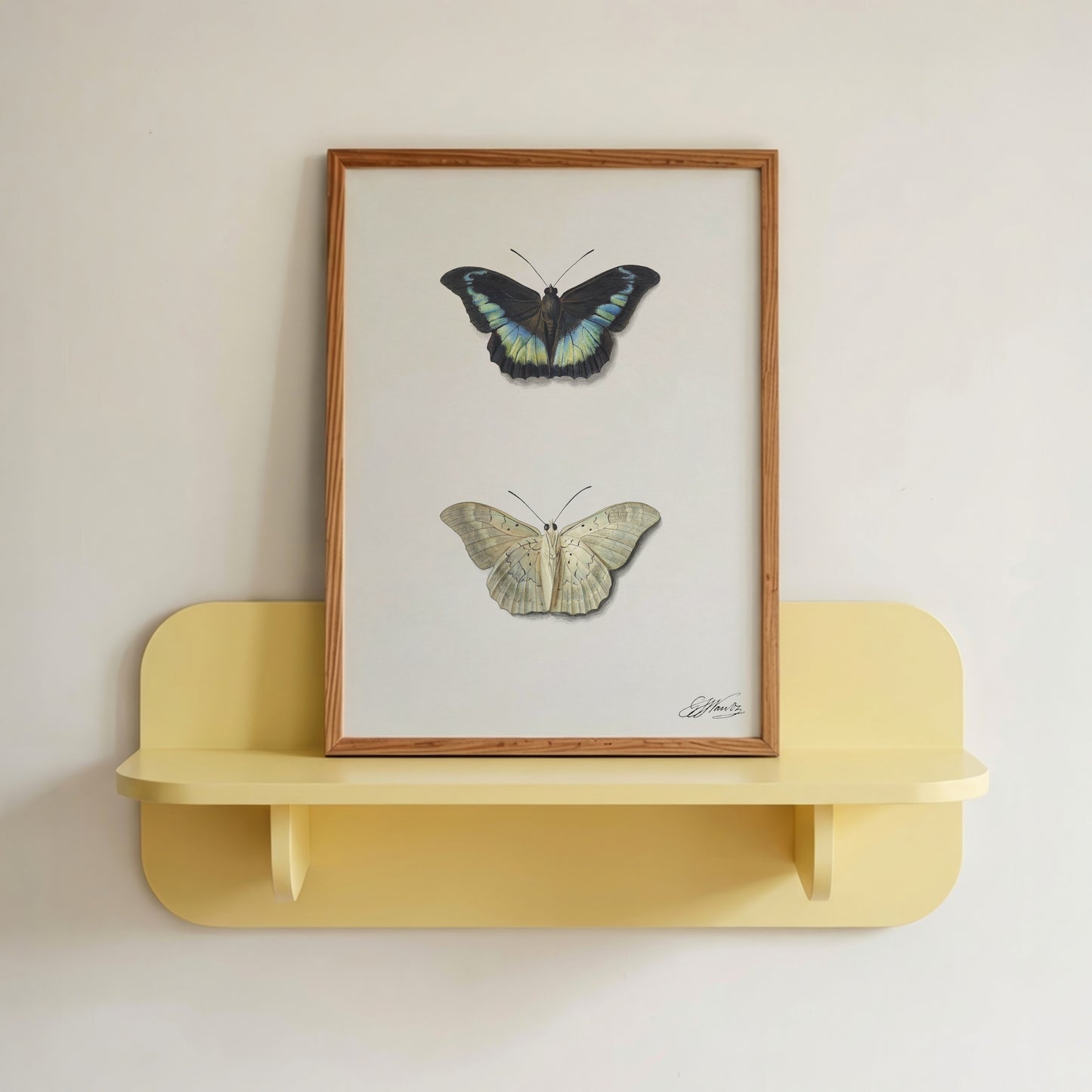 Top and Bottom View of a Butterfly