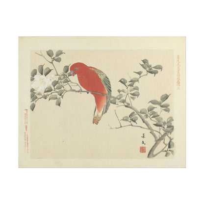 Red Parrot