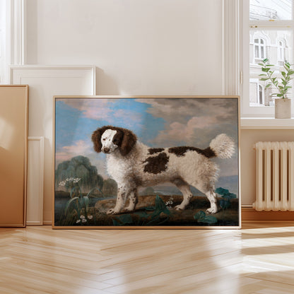 Brown and White Norfolk Spaniel