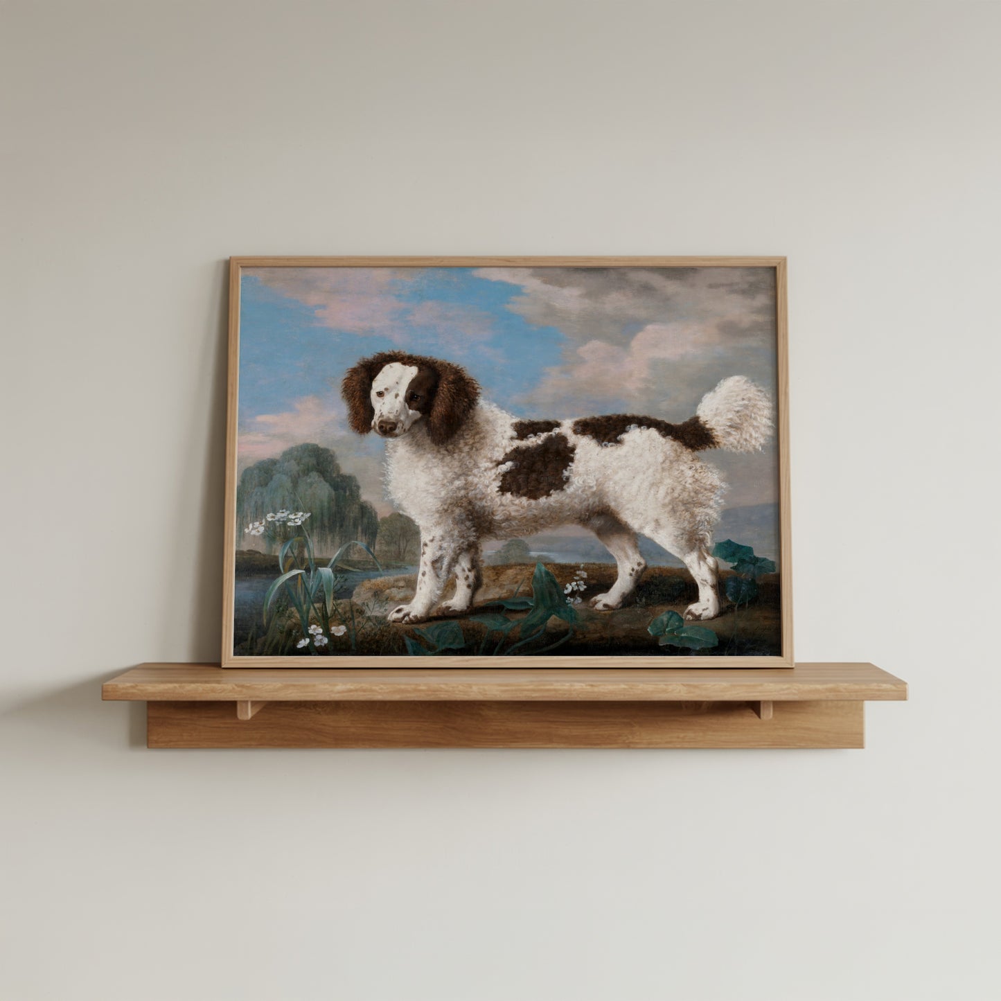Brown and White Norfolk Spaniel