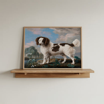 Brown and White Norfolk Spaniel