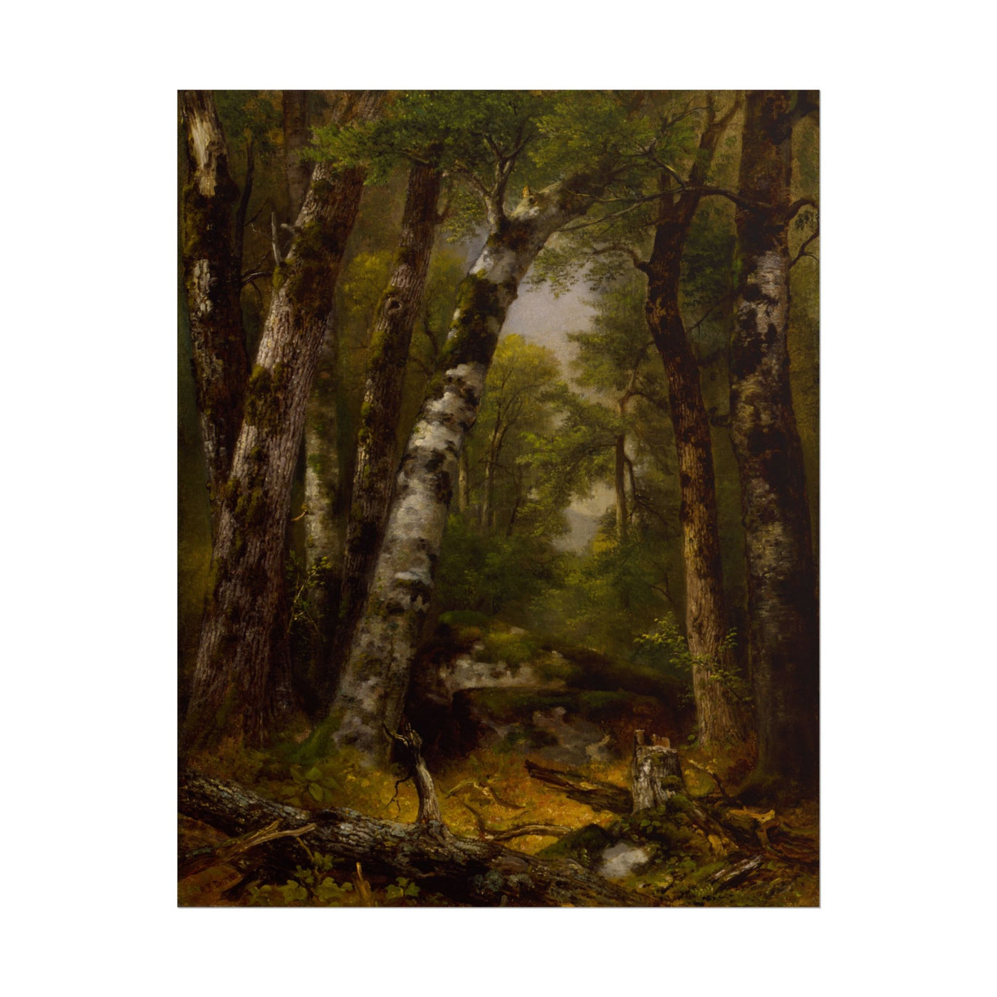 Woodland Glen 11″×14″