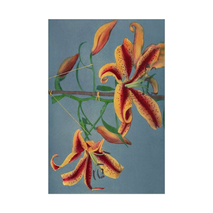 Lily Hand-Colored Collotype