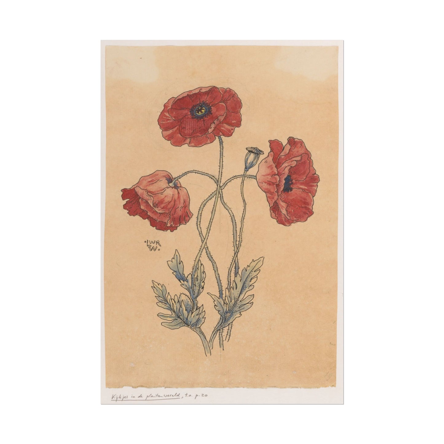 Vintage botanical illustration of red poppy flowers by Willem Wenckebach.