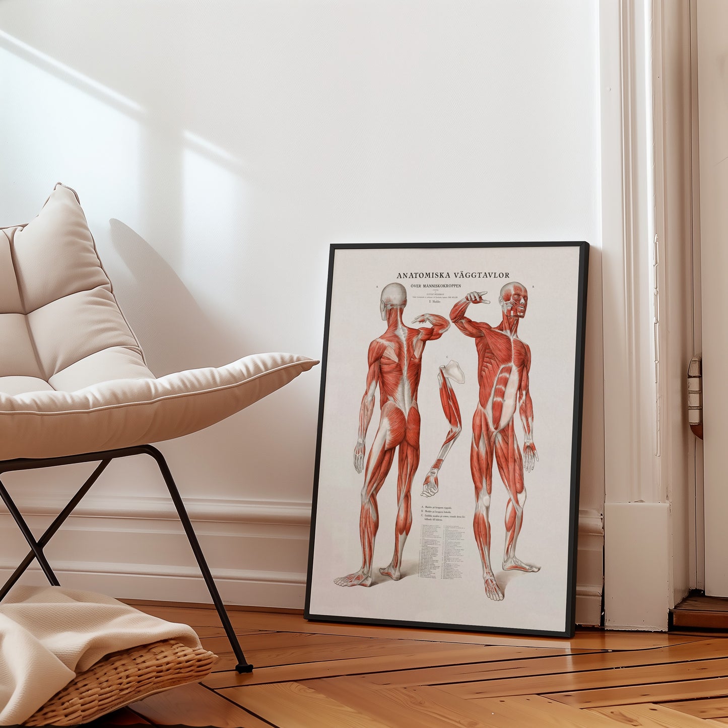 Anatomy
