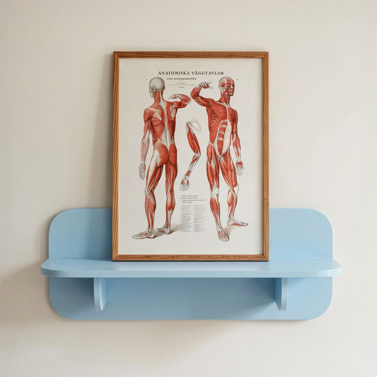 Anatomy