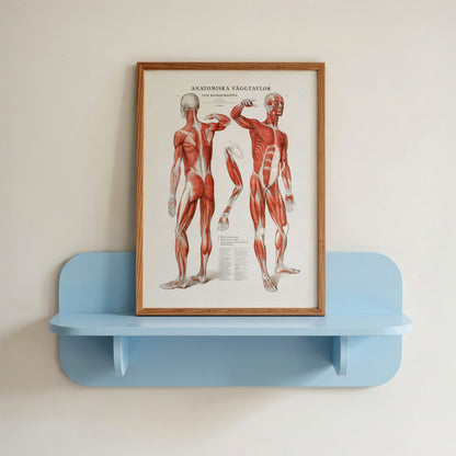 Anatomy