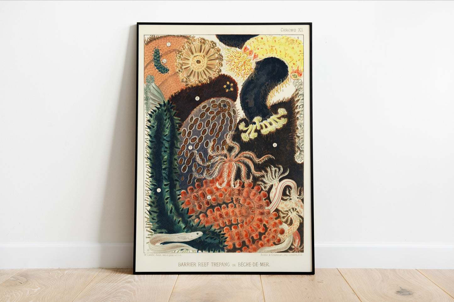 Barrier Reef Trepang