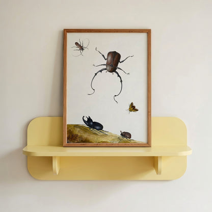 Beetles and Stink Bug
