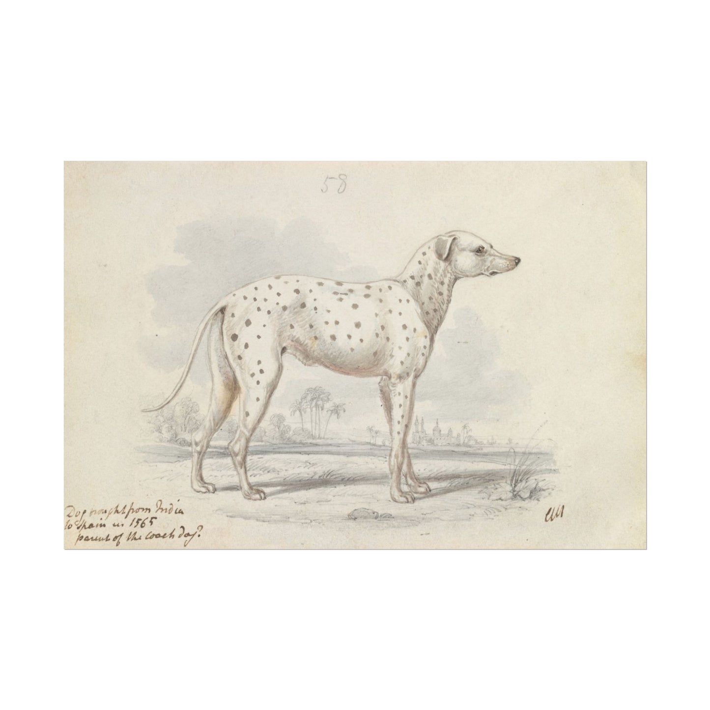 Illustration of a Turnspit Dog by Charles Hamilton Smith.