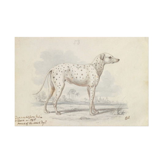 Illustration of a Turnspit Dog by Charles Hamilton Smith.