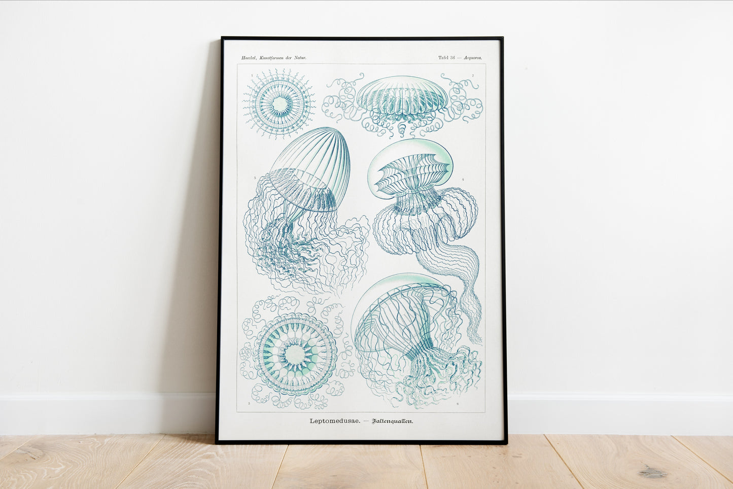 Leptomedusae - Faltenquallen